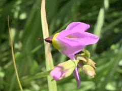 Primula tetrandra