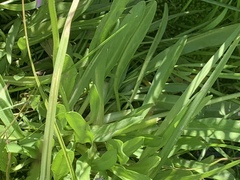 Primula tetrandra