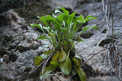 Globularia majoricensis