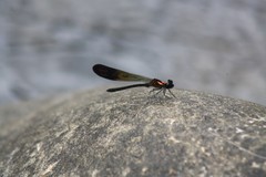 Heliocypha bisignata