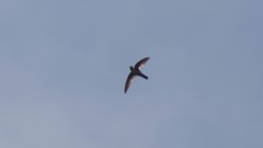 Aerodramus unicolor