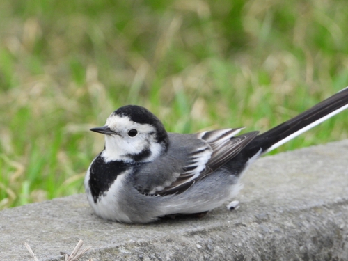 White Wagtail, photo 9 of 9