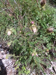 Cirsium ferum