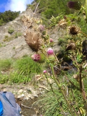 Cirsium ferum