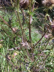 Cirsium ferum