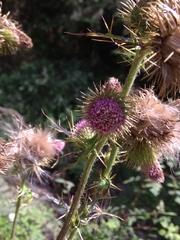 Cirsium ferum