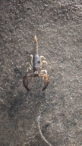 Shiny Burrow Scorpion