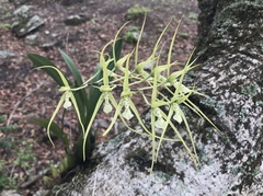 Brassia verrucosa