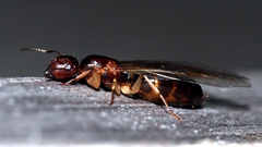 Colobopsis macrocephala