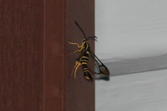 Synanthedon arkansasensis