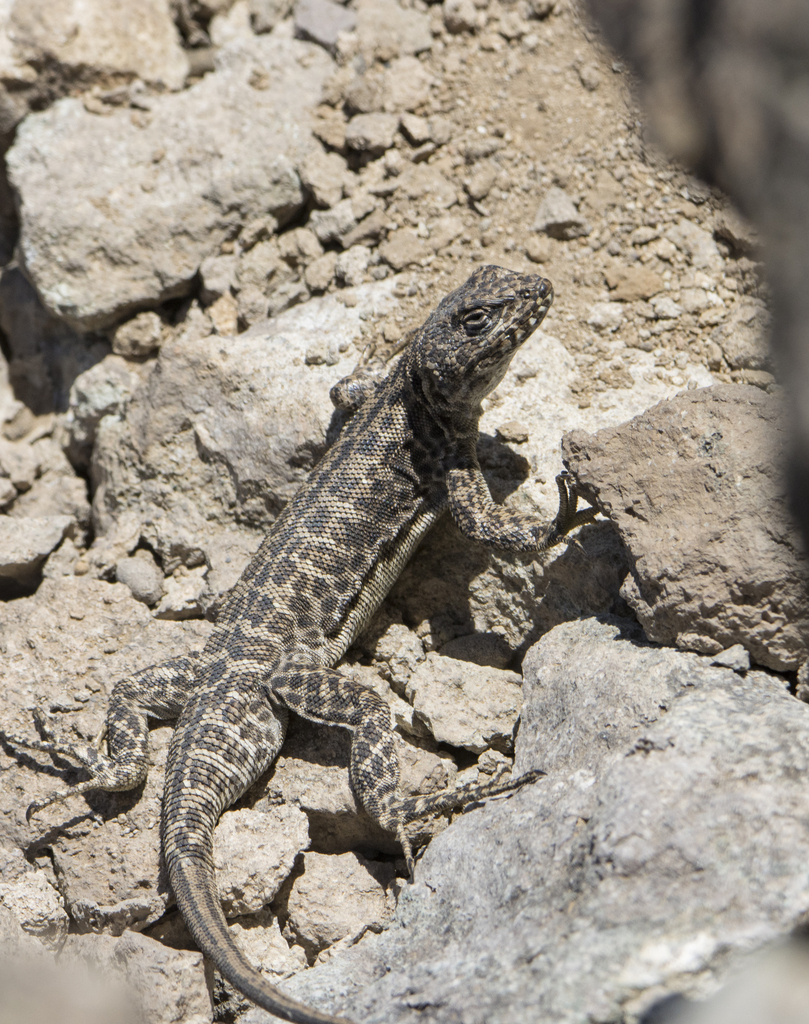 Leopard Tree Iguana