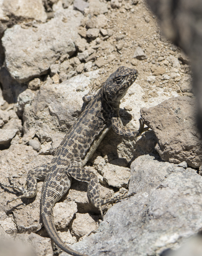 Leopard Tree Iguana