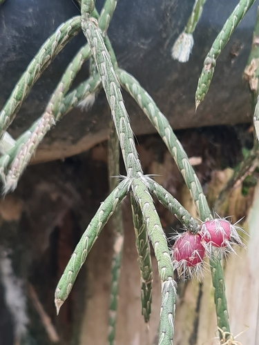 Foto de Cacto-macarrão