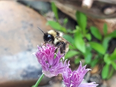 Bombus flavidus flavidus