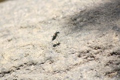 Cosmodela barmanica
