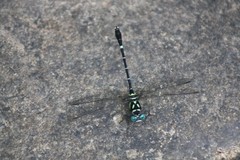 Microgomphus souteri