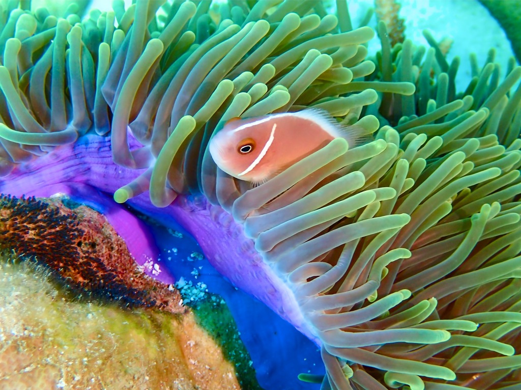 Photo of Pink skunk clownfish (Amphiprion perideraion)