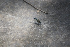 Cosmodela barmanica