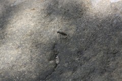 Cicindelina