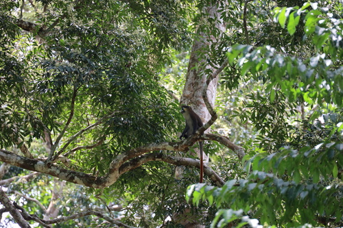 Moustached Monkey