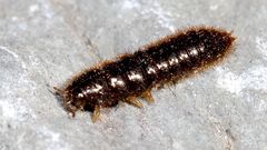 Ecnolagria rufescens