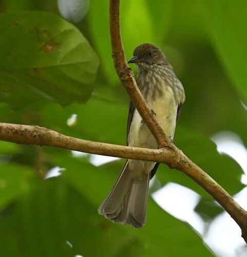 Streaked Bulbul (Ixos malaccensis), photo 5