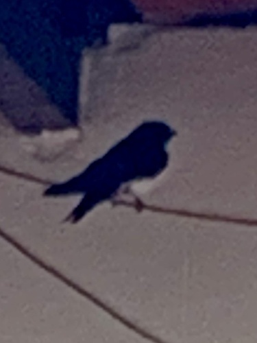 Blue-and-white Swallow