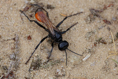 Sphecidae