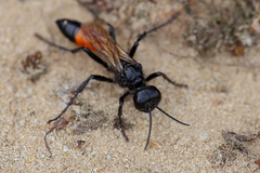 Sphecidae