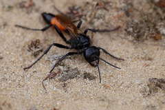 Sphecidae