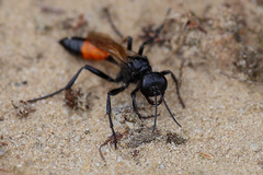 Sphecidae