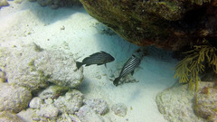 Pareques acuminatus