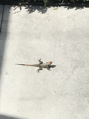 Agama picticauda image