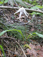 Erythronium hendersonii