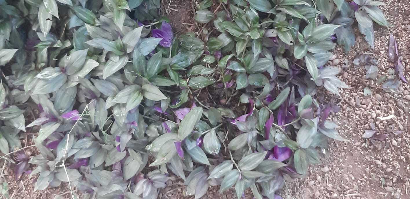 Tradescantia zebrina