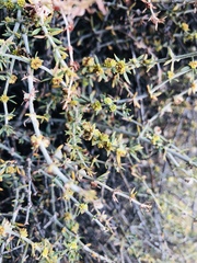 Pollichia campestris