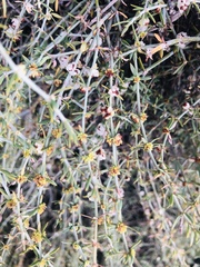 Pollichia campestris