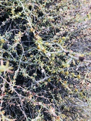 Pollichia campestris