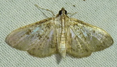 Palpita freemanalis