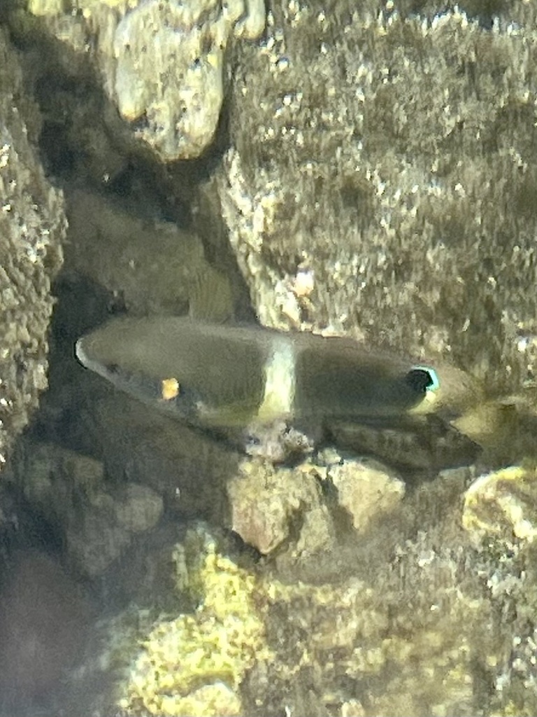 Blueribbon Damsel