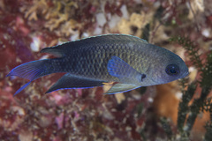Southern Damsel photo 1