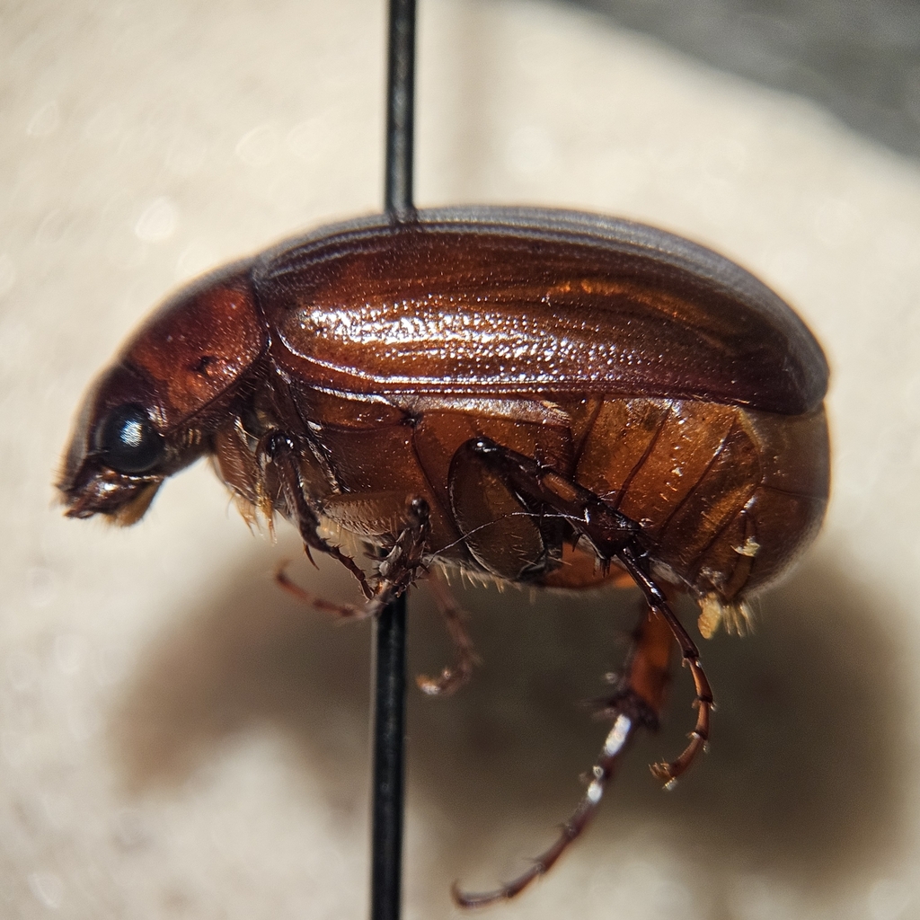 Mid-June Beetle