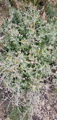 Eriogonum cinereum