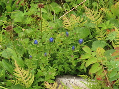 Gentiana platypetala