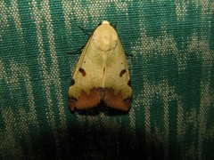 Ophiusa