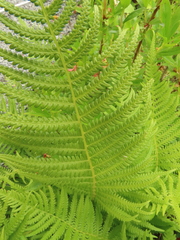 Oreopteris quelpartensis