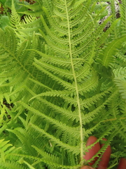 Oreopteris quelpartensis