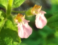 Teucrium scordium