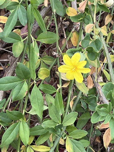 Jasminum mesnyi