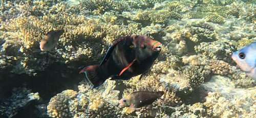 Swarthy Parrotfish